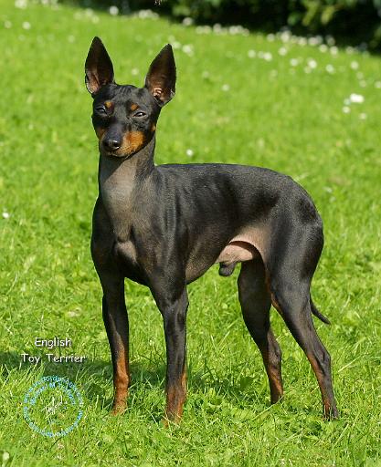 English Toy Terrier 9R78D-77.JPG